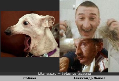 Собака напомнила Александра Лыкова