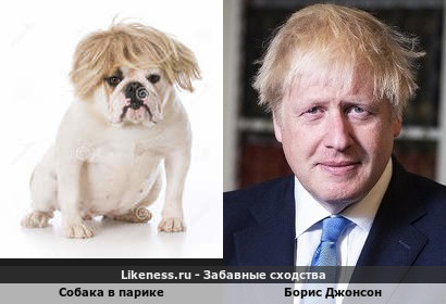 Собака в парике напоминает Бориса Джонсона