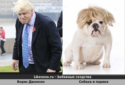 Борис Джонсон напоминает собаку в парике