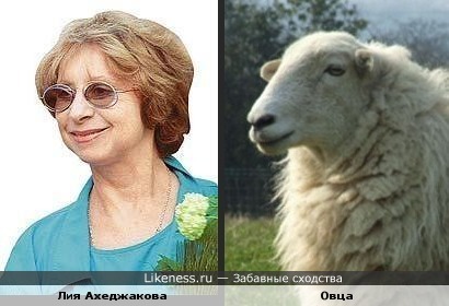 Овца похожа на артистку Ахеджакову. Такие ассоциации.