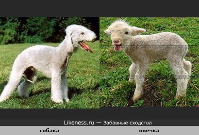 собака похожа на овечку