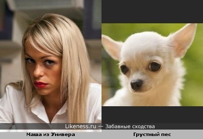 Собака похожа на актрису
