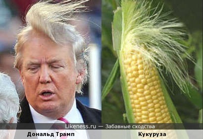 Дональд Трамп похож на кукурузный початок