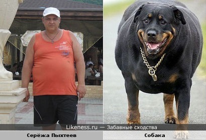 Сергей Пыхтеев похож на собаку