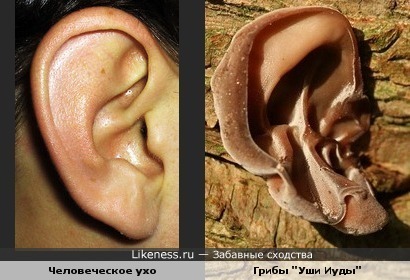 Человеческое ухо похоже на редкий вид грибов &quot;Уши Иуды&quot;