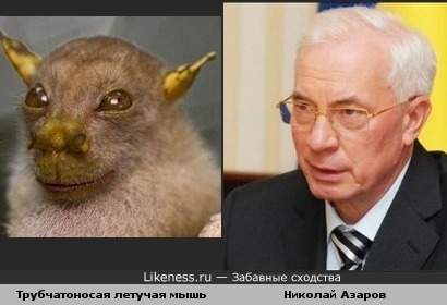 Летучая мышь похожа на премьер-министра Украины