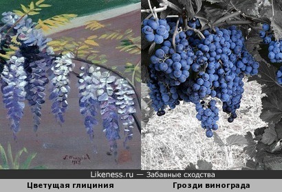 Цветущая глициния напомнила грозди винограда