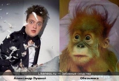 Александр Пушной похож на обезьянку