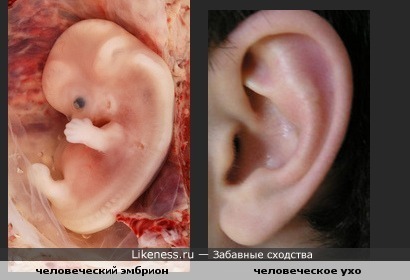 Эмбрион похож на ухо