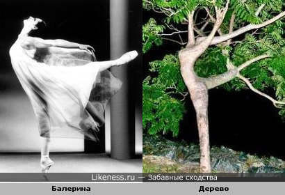 Дерево,выращенное балериной