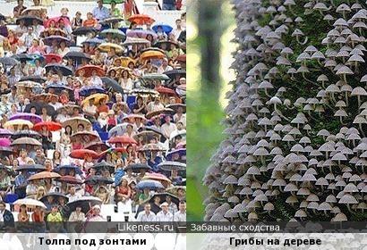 Толпа людей под зонтами напоминает &quot;толпу&quot; грибов на дереве