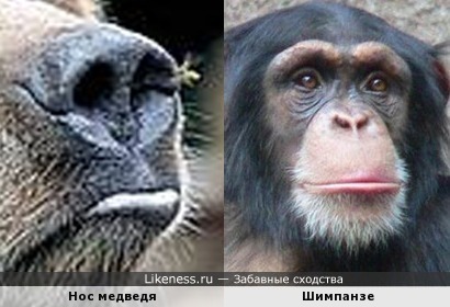 Нос медведя похож на физиономию шимпанзе