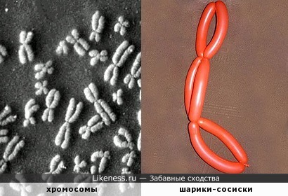 Хромосомы под микроскопом похожи на шарики-сосиски