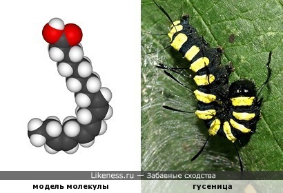 3D-модель молекулы линоленовой кислоты похожа на гусеницу