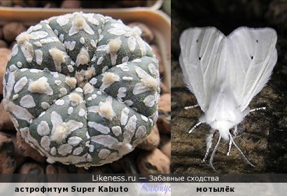 Природный узор на кактусе напоминает мотыльков