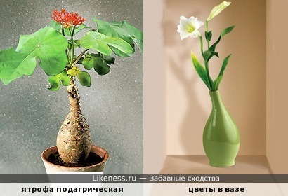 Кто-то носит с собою домик, а кто-то выращивает себе вазу