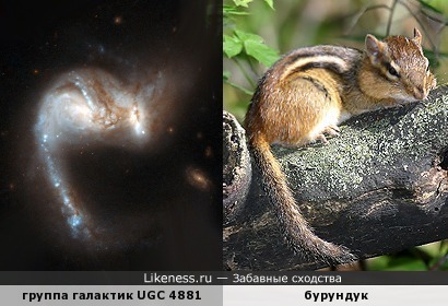 Пекулярные галактики UGC 4881 (Arp 55) напоминают грызуна