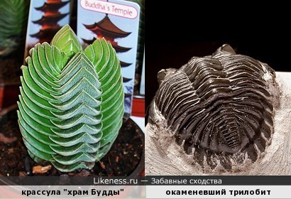 Окаменевший трилобит напоминает растение