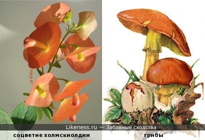 Холмскиолдия цветёт &quot;грибами&quot;