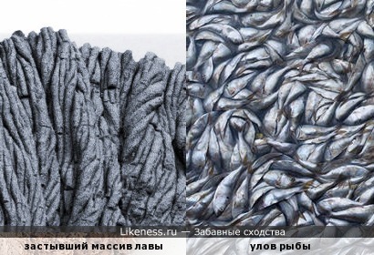 Застывший массив лавы напоминает улов рыбы