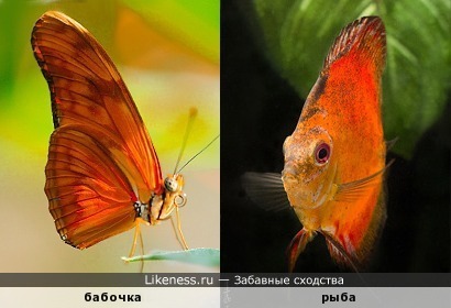 Пара – бабочка с рыбёшкой – над землёй и под водой. Ярко-рыжая одёжка и у этой, и у той&hellip;