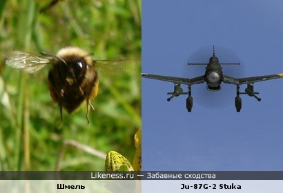 Шмель напоминает самолёт Ju-87G-2 Stuka (&quot;Фашистский лапотник&quot;)