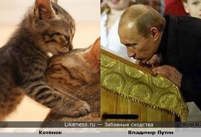Котёнок напоминает Владимира Путина