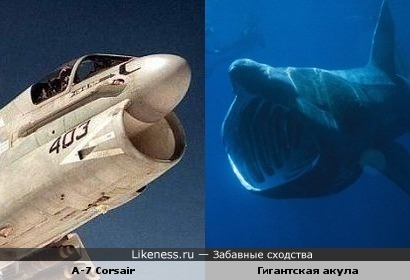 Пасть гигантской акулы напоминает воздухозаборник самолёта A-7 Corsair