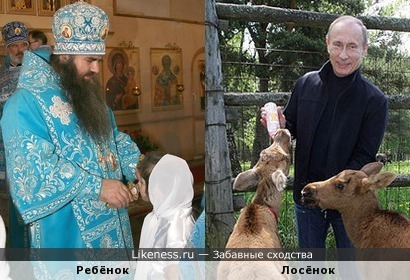 Ребёнок, употребляющий крест из рук попа, напоминает лосёнка, употребляющего молоко из рук Путина