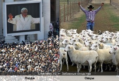 Духовные пастыри хозяйничают там, где изобилует духовный скот