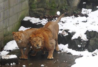 Лев и львица уворачиваются от снежков, которые кидают посетители зоопарка в Ханчжоу, Китай