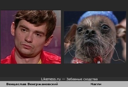 Венцеслав (Дом 2) похож на Магли (самая некрасивая собака 2012 года)