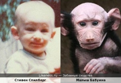 Стивен Спилберг и малыш бабуина