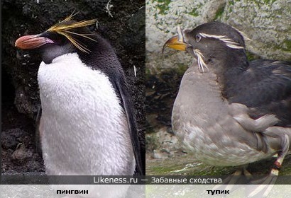 Пингвин и тупик совершенно разные птицы, но очень похожие.