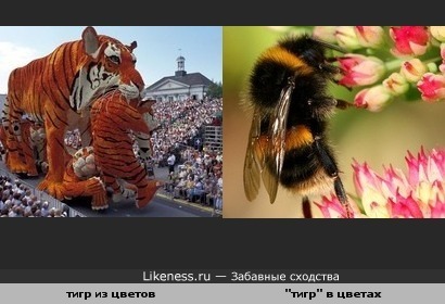 Глядя на цветочную скульптуру тигра, вспоминается тигр поменьше...