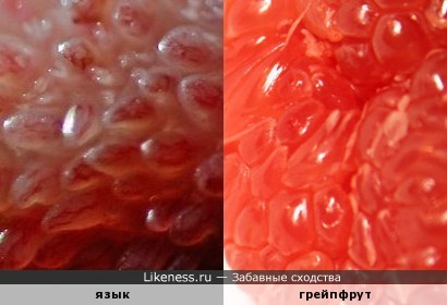 Макрофото языка и грейпфрута похожи.