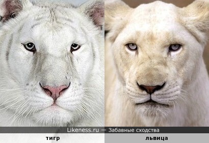 Не давайте животным гидроперит в лапы, а то они все перепутаются, вон в Новосибирске уже лигров выращивают (тигры+львы)