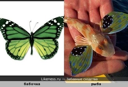 Рыбка похожа на бабочку