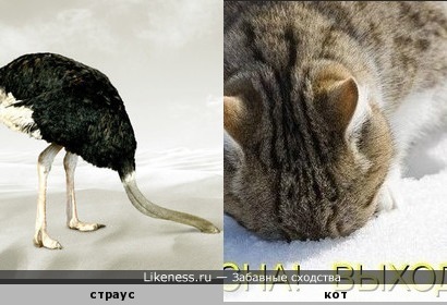 Сибирский страус, эволюция