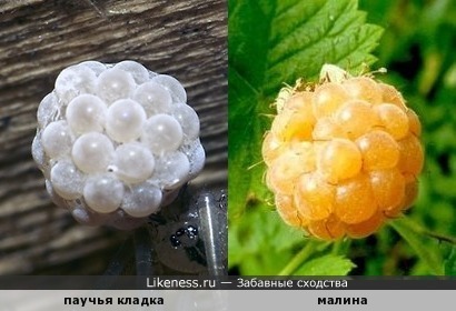 Паучьи яйца похожи на белую малину или ягоды шелковицы