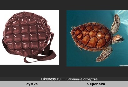 Шоколадная сумка похожа на черепашку