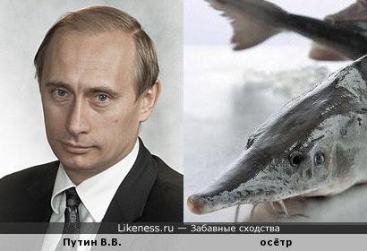Путин не похож на осетра, но почему он мечет икру?
