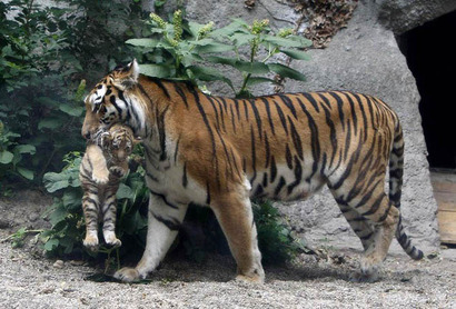 Тигрица несет тигренка
