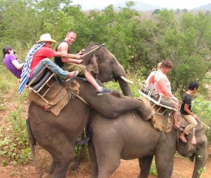 Слоны спариваются с туристами-наездниками