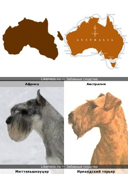 Континенты похожи на породы собак
