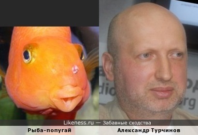 Рыба-попугай напомнила Александра Турчинова