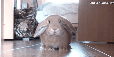 кролик в шоке