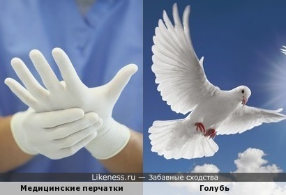 Медицинские перчатки напоминают голубя