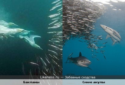 Бакланы напоминают синих акул