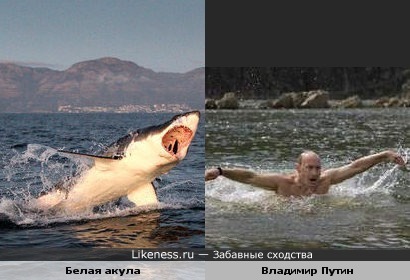 Белая акула и белый человек